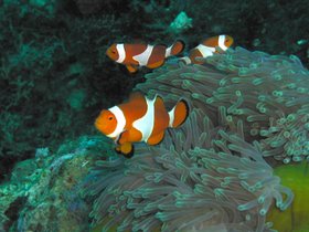 Clownfisch