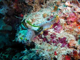 Nacktschnecke
