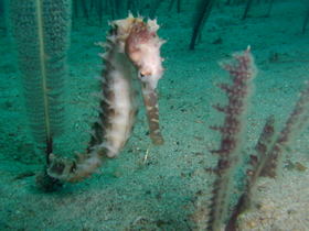 Hippocampus