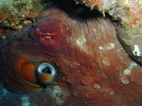 Oktopus