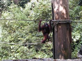 Orang-Utan, Sepilok