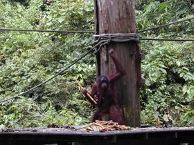 Orang-Utan, Sepilok