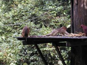 Orang-Utan, Sepilok