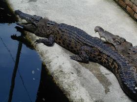 Krokodil