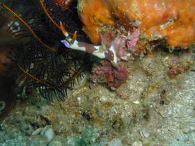Nacktschnecke