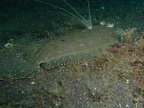 Flacher Fisch