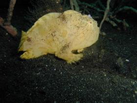 Gelber Froschfisch