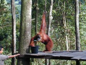 Orang-Utan