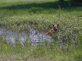 Badender Hund