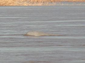 Irrawaddy-Delphin