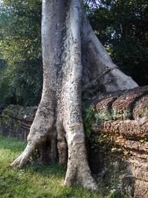 Baum und
	    Mauer