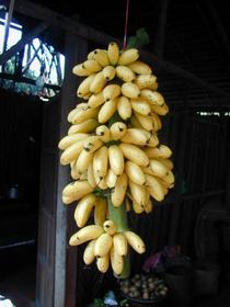 Bananen