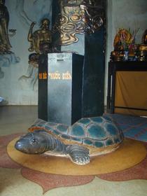 Schildkröte