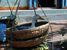 Gans