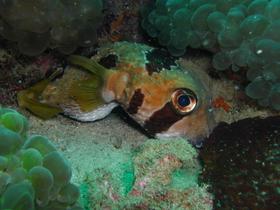 Kofferfisch