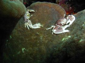 Porzellankrebse