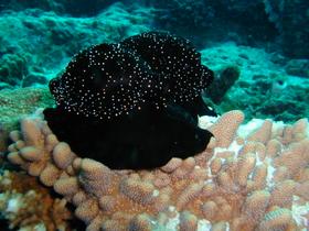Kauri-Muscheln