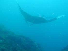 Manta-Rochen